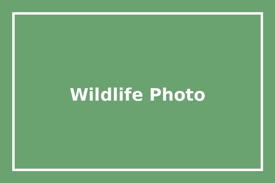 Wildlife themed photo with green background